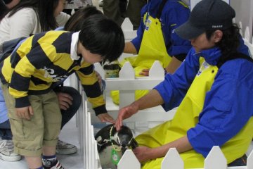 Touching penguins at Miyajima Aquarium