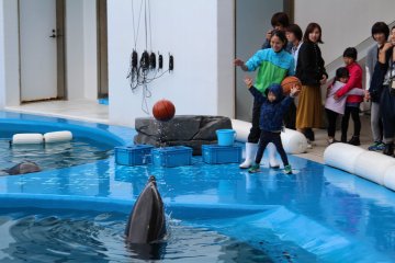 В аквариуме Умино мори Сендая дети могут поиграть в мяч с дельфином