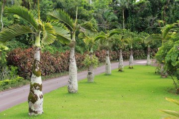 <p>Bottle palms line the edge of a well maintained grass bed along the road the park tram travels</p>