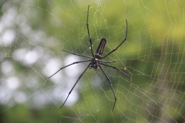 <p>Be mindful of insects and arachnids; I saw a handful of these hand-size giant wood spiders, which are also called banana spiders</p>