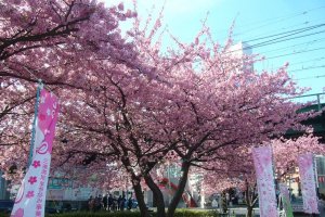 미우라카이간 벚꽃 축제