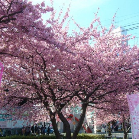 미우라카이간 벚꽃 축제