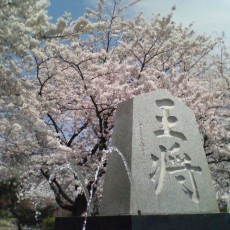 Tendo Sakura Matsuri