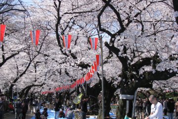 Фестиваль ханами в парке Уэно, Токио