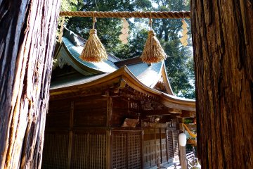 Looking out from between the holy cedars (Kodakara-no-sugi)