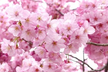Atami Castle Cherry Blossom Festival