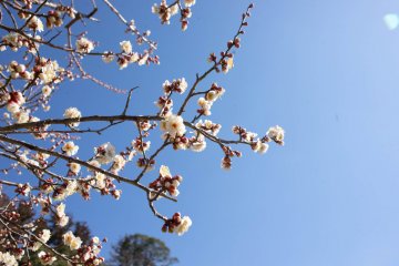 One of the many varieties of plum flowers at Kairakuen