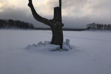 Tree stands out of the ice in the middle of the lake
