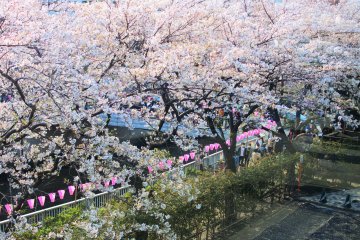 Sakura cherry blossoms in full bloom