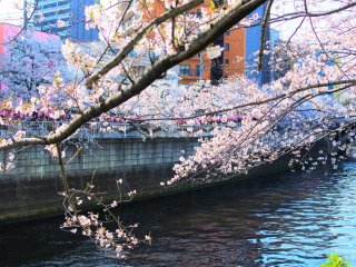 The beautiful sakura