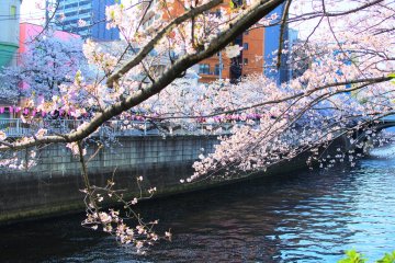 The beautiful sakura