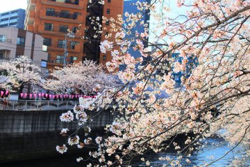Pretty cherry blossoms