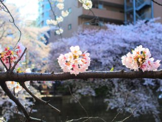 Cute cherry blossoms