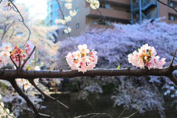 Cute cherry blossoms