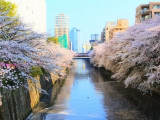 The cherry trees seen from Taiko Bridge