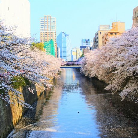The Cherry Blossoms of Tokyo's Meguro River