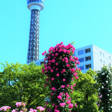 Yamashita Park's Future Rose Garden