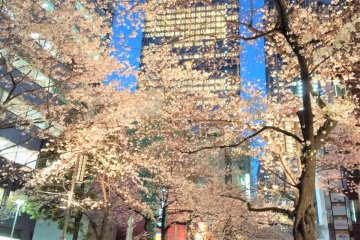 Cherry blossoms and buildings