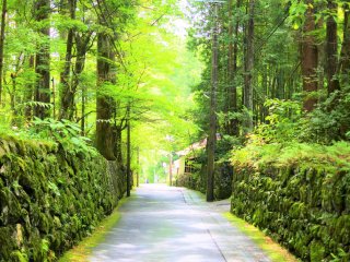 The lovely green of Nikko