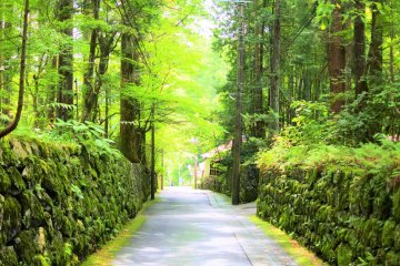 The lovely green of Nikko