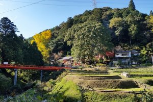 Nagaretani Hachiman Shrine and the Giant Ginko