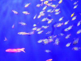A large school of small fish