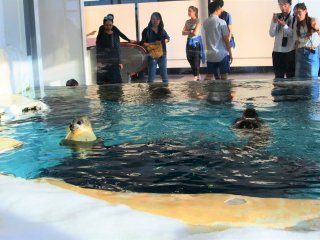 The seal pool