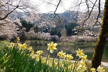 Osaki Dam Park is a popular local springtime spot