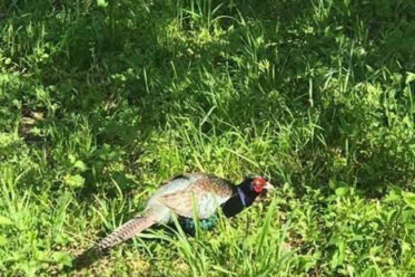 The Green Pheasant is a beautiful bird to watch.