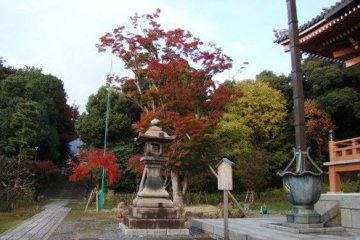寺庙前的红叶