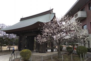 Old castle gate at Mito Daisan