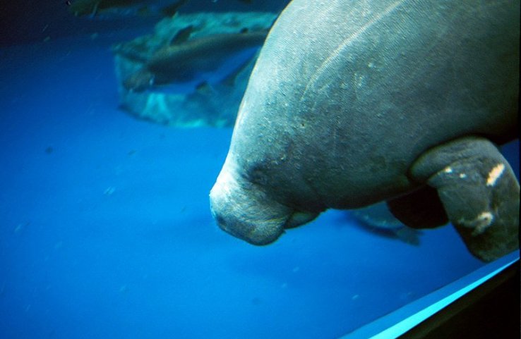 Chú "dugong" ở thủy cung Toba