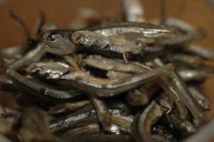 Iriko dried sardines