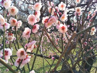満開に咲くピンク色の梅の花