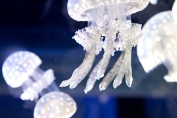 Jellyfish Invade Sumida Aquarium