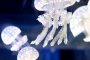 Jellyfish Invade Sumida Aquarium