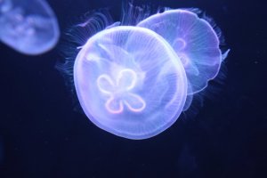 The popular moon jellyfish