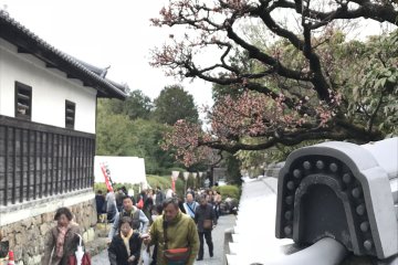 Zuishin Temple becomes a hive of activity during the Hanezu Odori