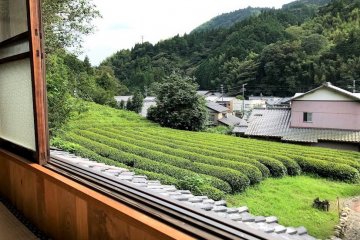 Looking out over the Green Tea fields. The scent is marvelous!