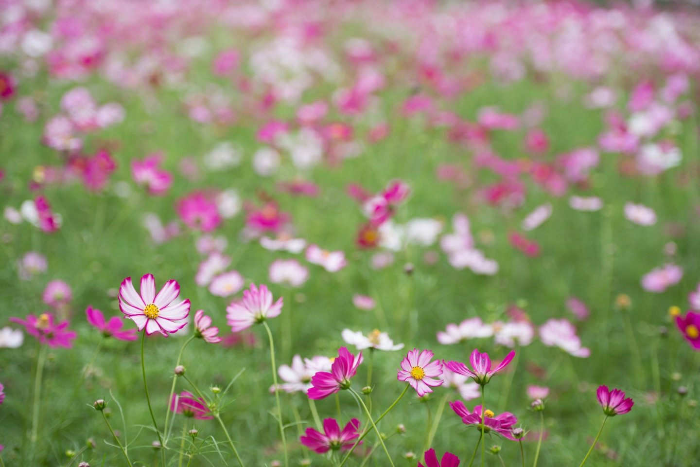 Cosmos - the cherry blossoms of autumn