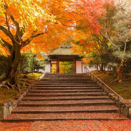Lá mùa thu ở đền Anraku-ji