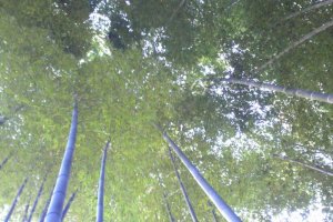 In addition, I recommend visiting the temple’s Bamboo grove. I was sitting in the grove, breathing deeply and looking up at the sky between the trees. I felt that a purifying of my mind and body was complete.