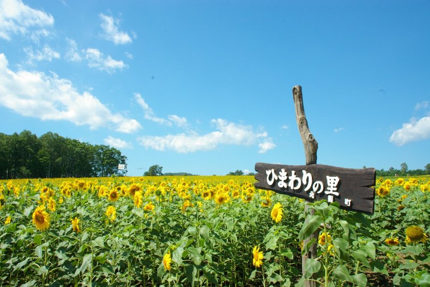 The Hokuryu town Sunflower field