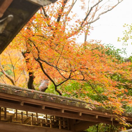 京都八瀬、瑠璃光院はやすらぎの郷