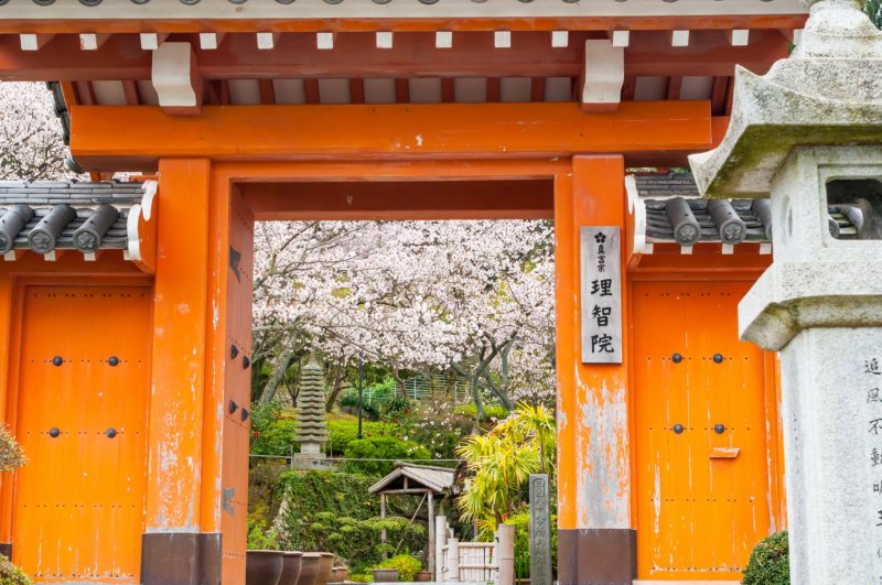 Сакура в Ритиине: красные ворота и красивые вишневые цветы прекрасно сочетаются друг с другом