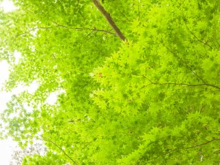 Bright green leaves