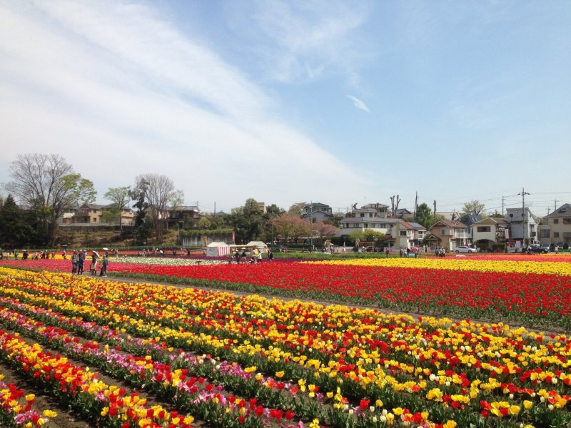 Rows of tulips in the Tokyo suburbs