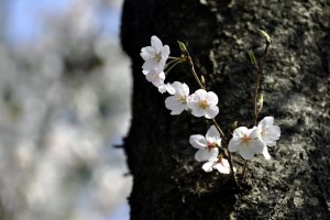 Toneri Park cherry blossoms