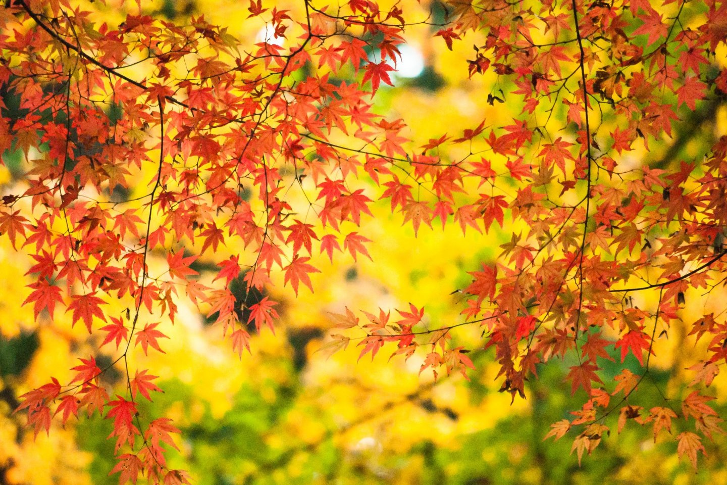 Autumn in Kyoto is a special time
