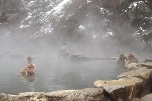 The snow monkeys in Nagano